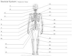Posterior View Of The Skeletal System Unlabeled L Jpg 845 654 Skeletal System Worksheet Skeletal System Anatomy Anatomy And Physiology