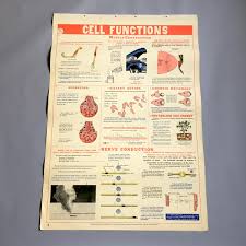 cell functions school health wall chart w m welch