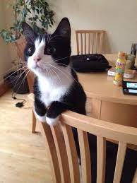 crystal d crysd3 cute kittens sevimli kediler kedileri seviyorum