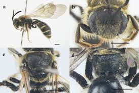 Image result for Lipotriche