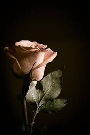Nenuska Timeline Photos Beautiful Roses Beautiful Flowers Flowers