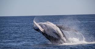 Humpback whales seek pairings based on size. 9 Humpback Whales Fun Facts Get To Know Wa S Humpback Whales