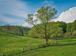 Urwaldsteig Edersee Kellerwaldsteig Bei Herzhausen Beautiful Places Places To Visit Country Roads