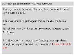 Tuberculosis Tuberculosis Tb Is An Infectious Disease Caused By Bacteria Whose Scientific Name Is Mycobacterium Tuberculosis It Was First Isolated Ppt Download