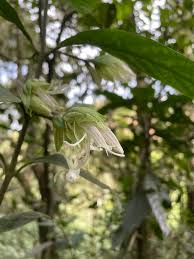 Image result for Anisotes