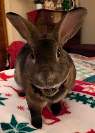 Happy Thursday from Minnie Boy 🌹 🤎🐇🤎 🌹