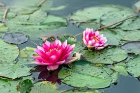 We did not find results for: Piante Acquatiche Da Giardino Quali Sono E Che Cure Richiedono