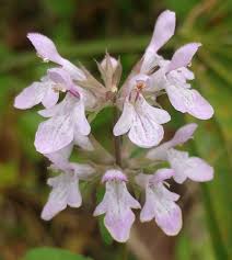 Image result for Stachys pseudonigricans