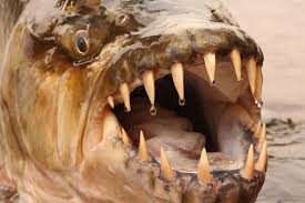 We did not find results for: Tonight On Tv Ghost And Fish Vampires Cavalier Blue Marlin Sport Fishing Gran Canaria