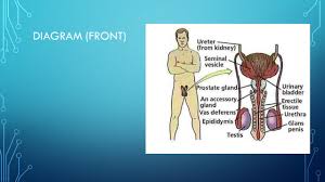 Human anatomy 3d illustration of the stock image colourbox. Male Reproductive System Diagram Side Diagram Front Ppt Download