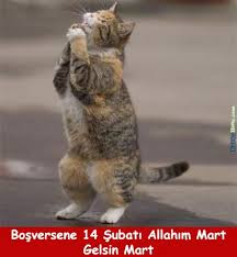 14 Subat Kedileri Ile Ilgili Gorsel Sonucu Komik Kedi Resimleri Sevimli Hayvan Yavrulari Sevimli Kediler