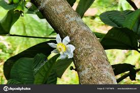 Image result for Bellucia pentamera