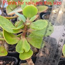 Image result for Kalanchoe rotundifolia