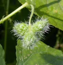 Image result for Sicyos