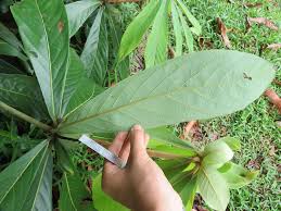 Image result for Actinodaphne