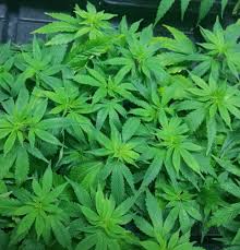 Maybe you would like to learn more about one of these? Clones For Sale Valley Center Ca Cannabis Plant Clones California