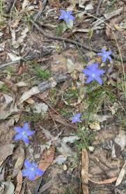 Image result for Wahlenbergia perrottetii