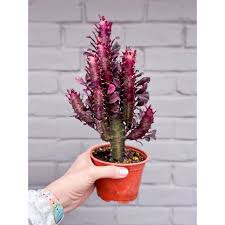 Image result for Euphorbia rubriflora