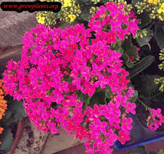 Hot Pink Kalanchoe Kalanchoe Blossfeldiana Flowers Pink Flowers