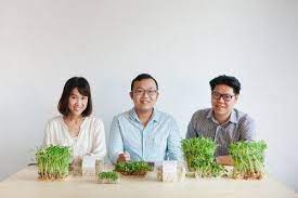 三個傻瓜的發芽夢 從芽菜開啟的蔬菜革命 place card holders place cards card holder