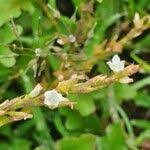 Image result for Oxygonum sinuatum