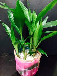 富貴竹plant 室內植物5 枝自製盆栽有機種植風水園藝觀賞綠葉萬年竹開運竹belgium evergreen lucky bamboo 傢俬 家居 gardening plants 喺carousell plants