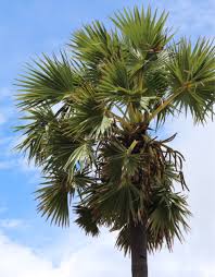 Image result for Borassus