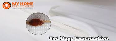 What is a bed bug? Bed Bug Pest Control 1800 122 695 My Home Pest Control