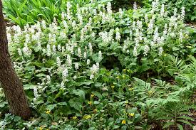 We did not find results for: Plant Native Ground Covers Make America Green Again