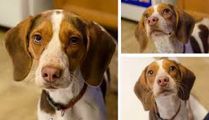 Shylo The Sweet Beagle Is Waiting For His Second Chance Adopted Puppy Leaks