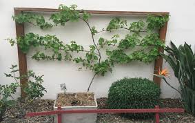 Image result for grape pruning