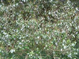 Image result for Mystroxylon aethiopicum