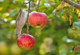 Old cds also make a good visual deterrent. How To Keep Birds Away From Fruit Trees Big Blog Of Gardening