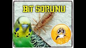 Yaz Geldi Bitlere Dikkat Muhabbet Kusu Papagan Bit Spreyi Youtube