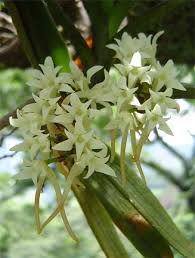 Image result for Cyrtorchis