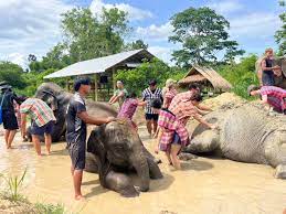 Elephant Retirement Park added... - Elephant Retirement Park