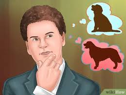 These golden retriever puppies love to attack with love and kisses. How To Adopt A Golden Retriever 8 Steps With Pictures Wikihow
