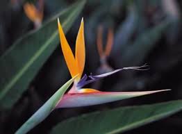 White Bird Of Paradise Propagation How To Remove The Roots Of A Bird Of Paradise Plant Birds Of Paradise Plant Paradise Plant Birds Of Paradise