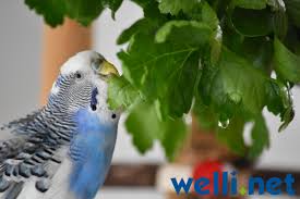 Frischkost Obst Und Gemuse Fur Wellensittiche