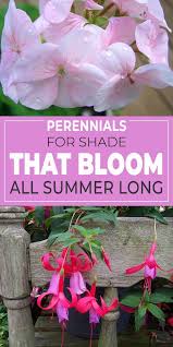 We did not find results for: Perennials For Shade That Bloom All Summer The Garden Glove Perennials Perennials Low Maintenance Flowers Perennials