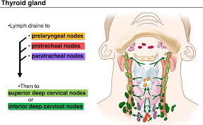 Thyroid Glands Lymph Nodes Salud Y Ejercicio Vestidos Boda Playa Ejercicios