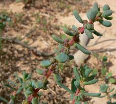 Image result for Suaeda vermiculata