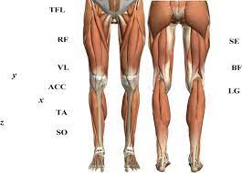Balance the weight of your head on top of your spine The Placements Of The Semg And Acc Sensors The Anatomical Picture Of Download Scientific Diagram