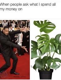 Pin By Terezie Horakova On Meme Plants Plant Care Houseplant Plant Lover