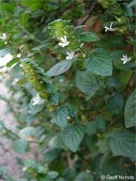 Image result for Phaulopsis sangana