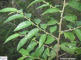 Image result for Trema sp A