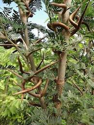 Image result for Acacia cornigera