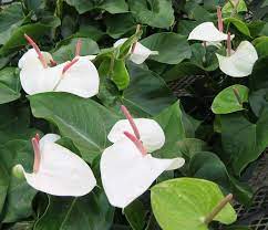 Pin On Anthuriums By Oglesby