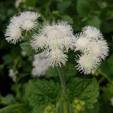 Ageratum Houstonianum Hawaii White Floss Flower Hawaii White In Gardentags Plant Encyclopedia