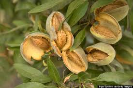 Download almonds fruit stock photos. 6 Things You Probably Didn T Know About Almonds Huffpost Life
